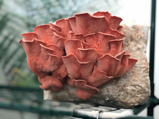 Your Guide to Success With a Cellar Mushrooms Grow Kit