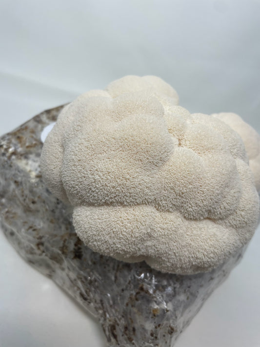 Use Lion's Mane Powder to Ditch Brain Fog and Improve Memory