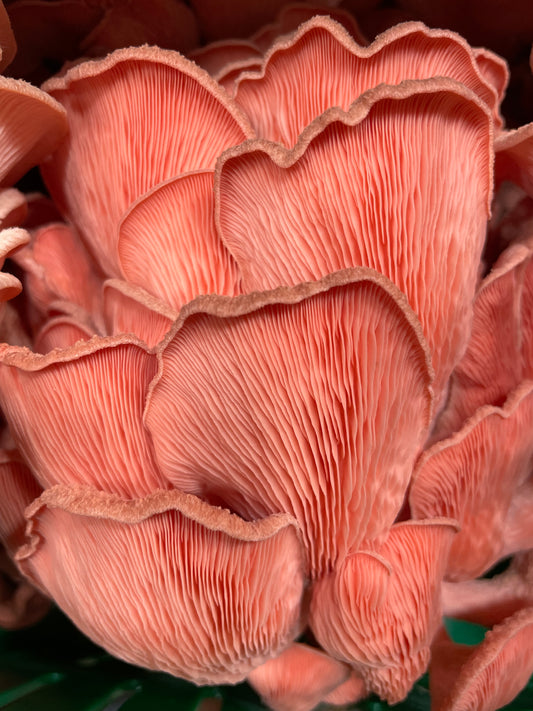 Pink Oyster Mushrooms: taste as amazing as as they look!