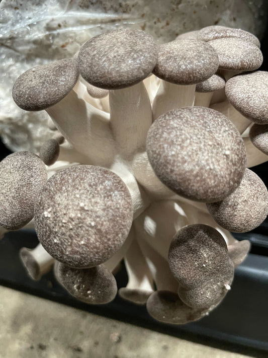 Black Oyster Mushrooms: high in flavor, high in health benefits