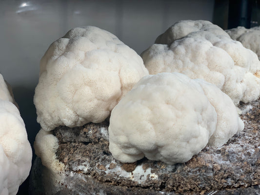 Lion's Mane: your tastebuds and your brain will thank you - Cellar Mushrooms