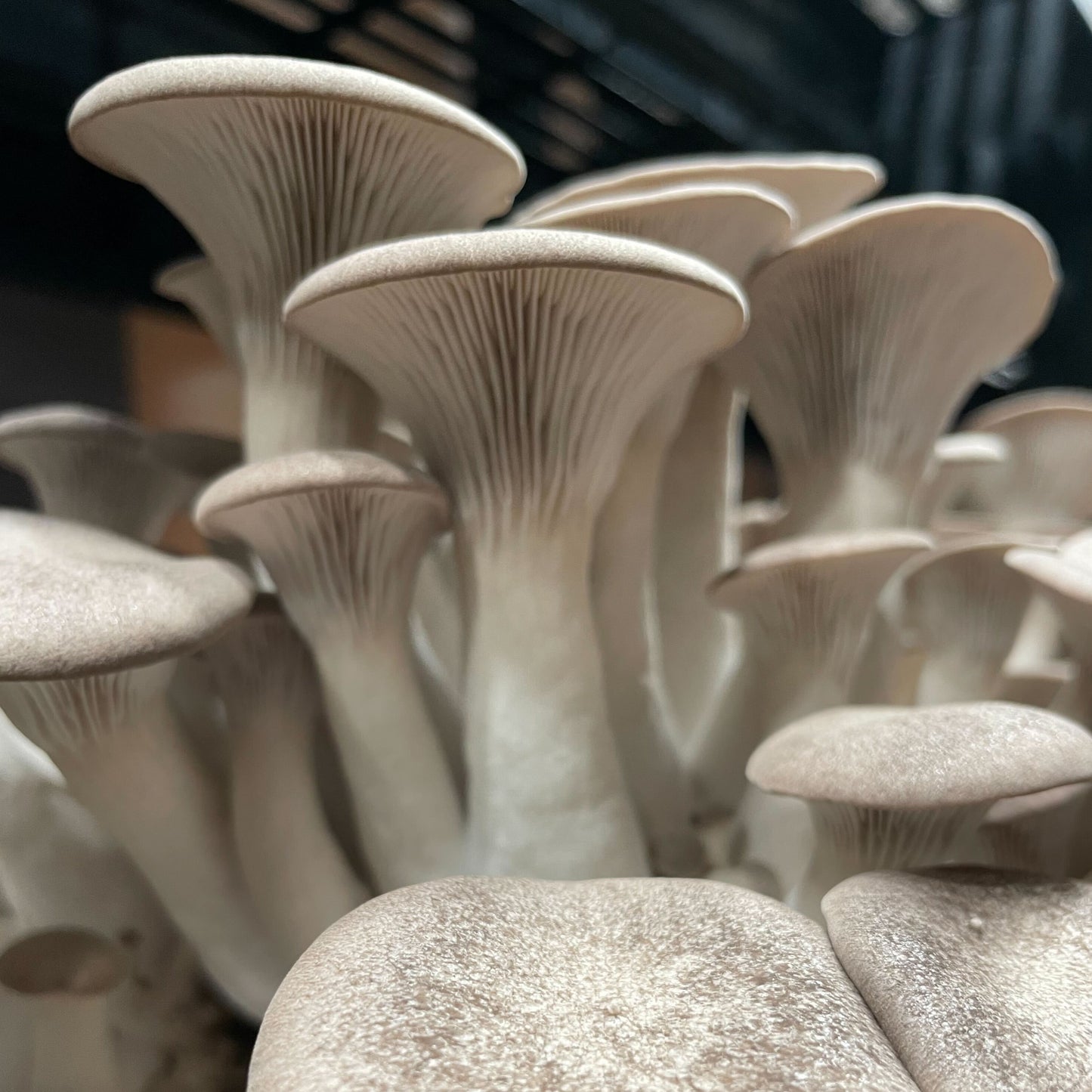 Black Oyster Mushrooms - Cellar Mushrooms