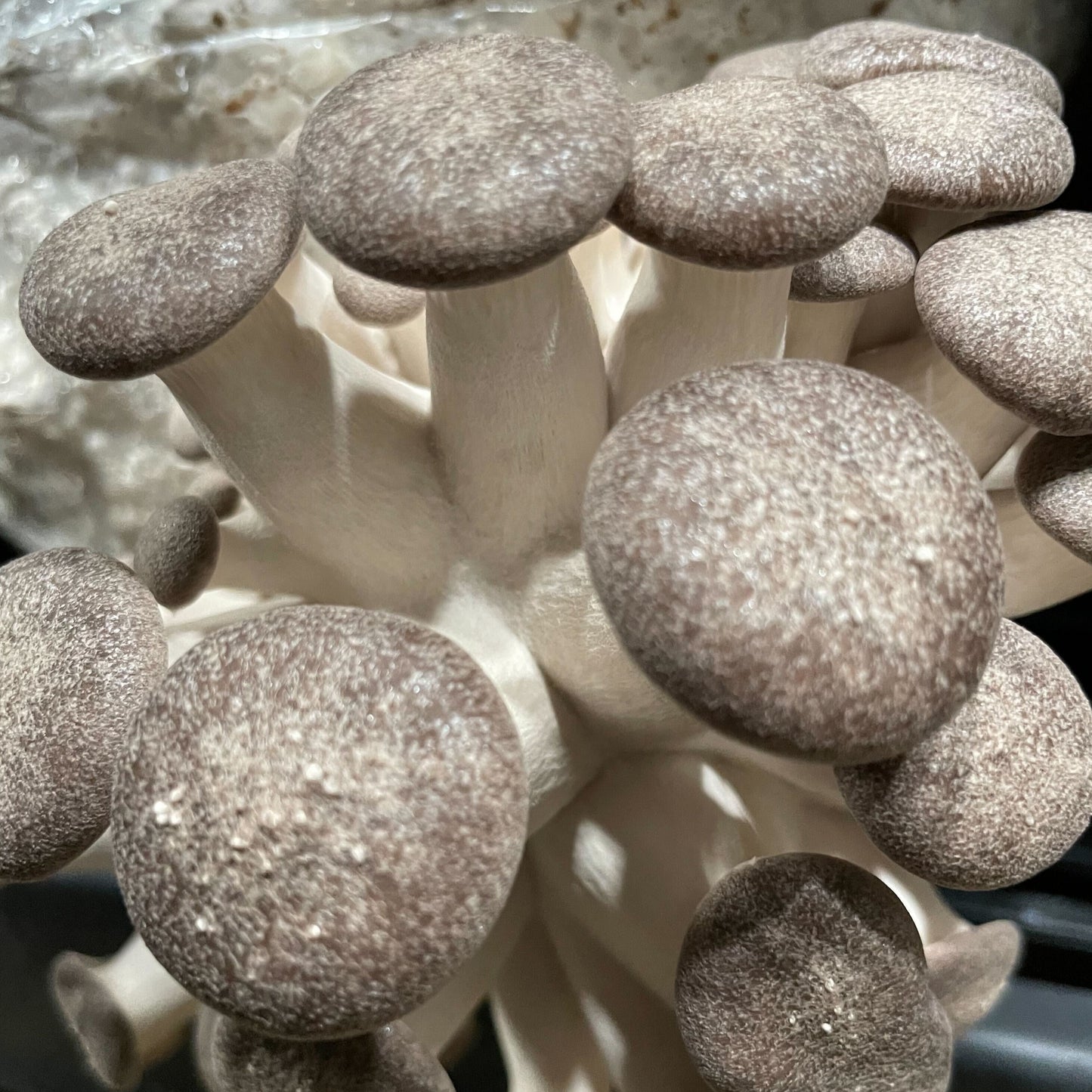 Black Oyster Mushrooms - Cellar Mushrooms