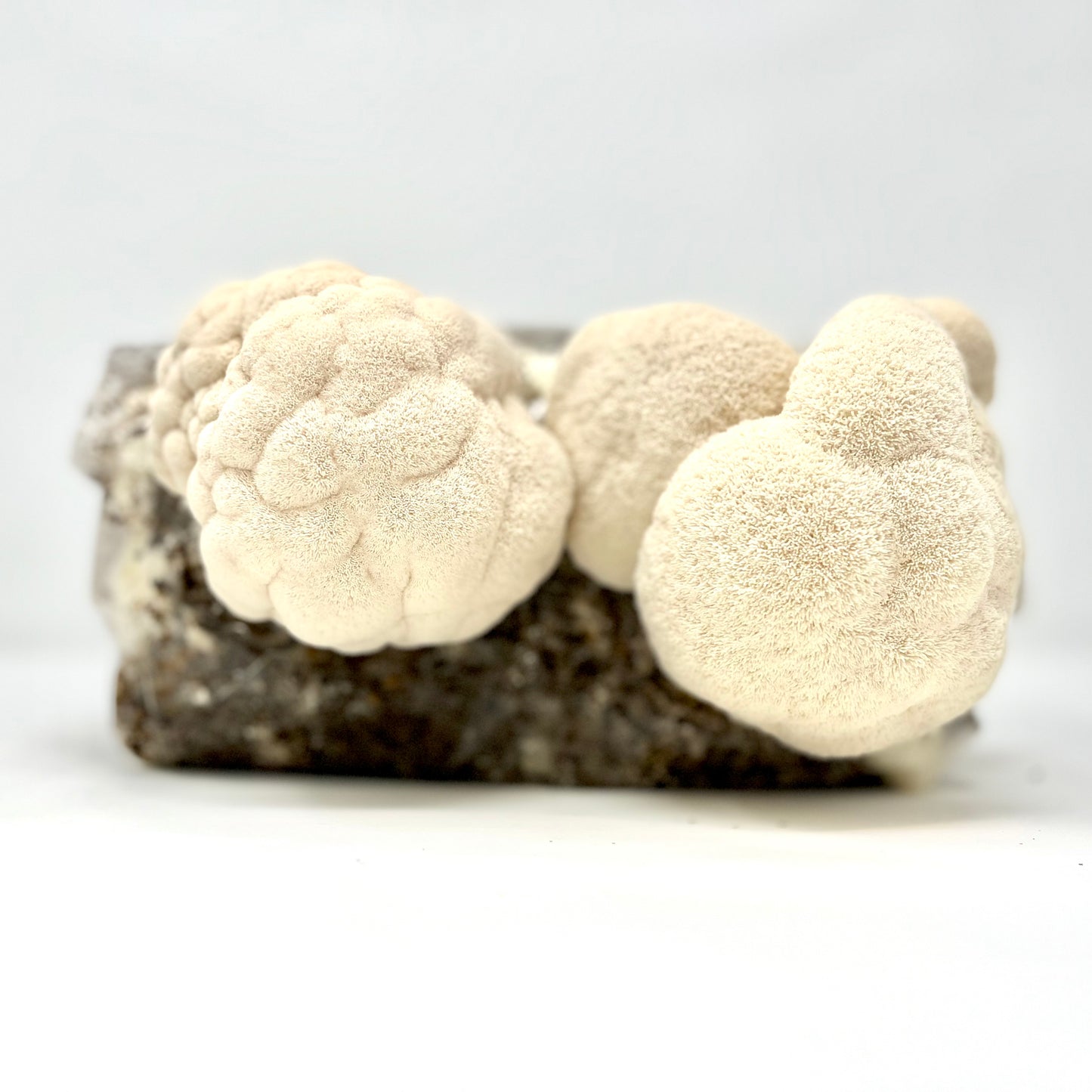 Lion's Mane Mushroom Grow Kit